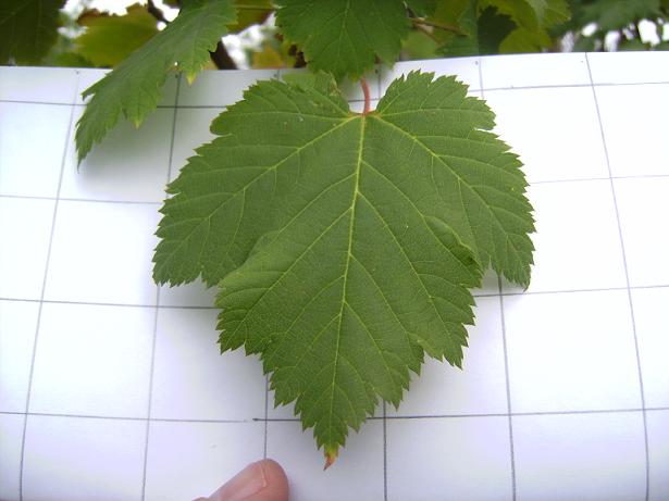 Rocky Mountain Maple Leaf